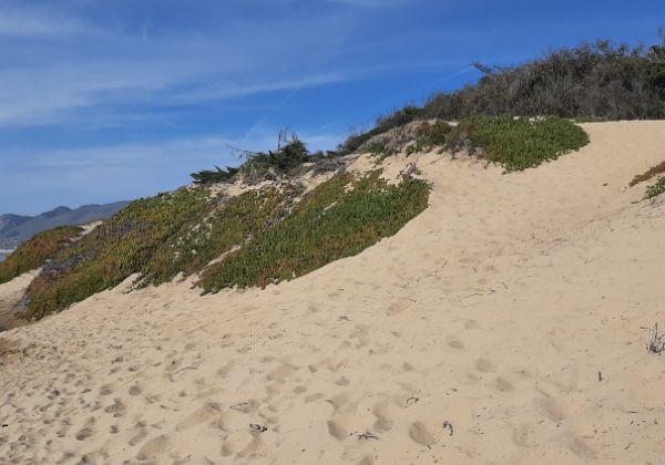 砂丘から砂浜へ